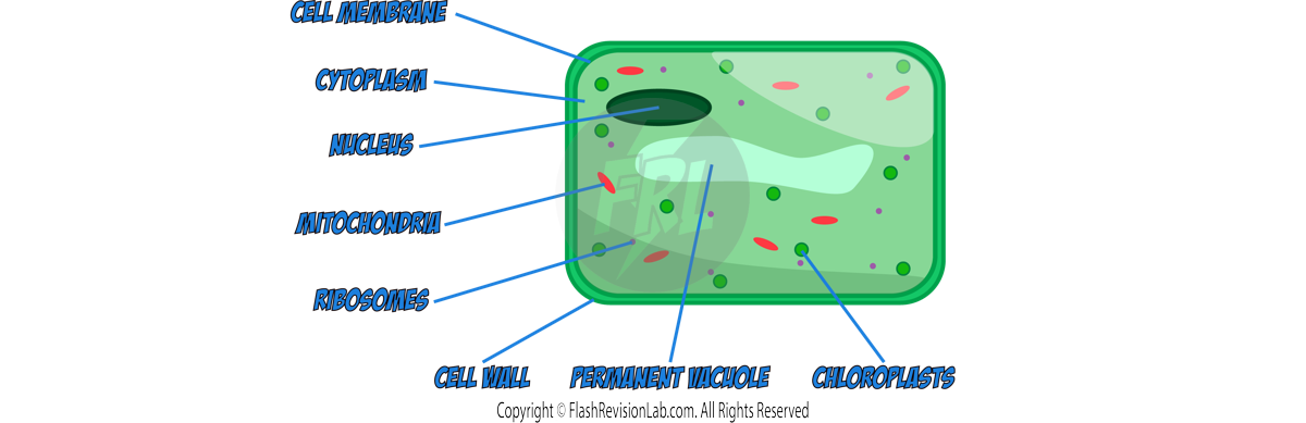 Plant Cell Diagram